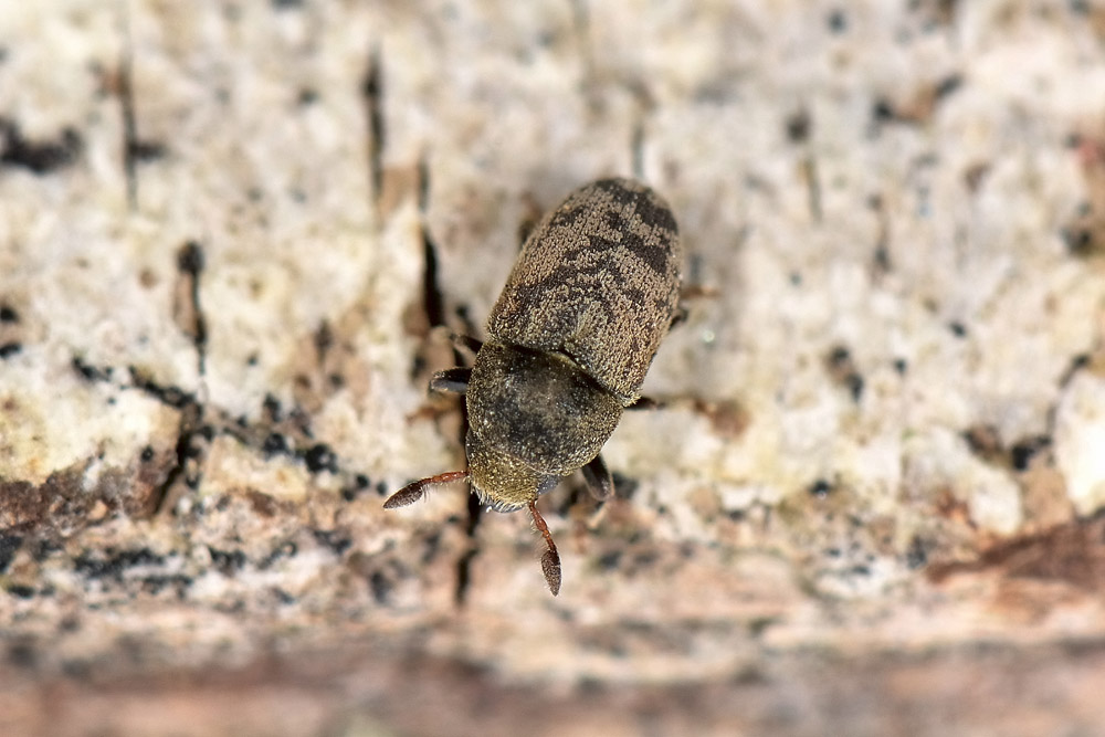 Hylesinus fraxini